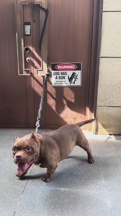 Warning Dog Has A Gun Metal Sign – Funny Dog Lover Yard Decor